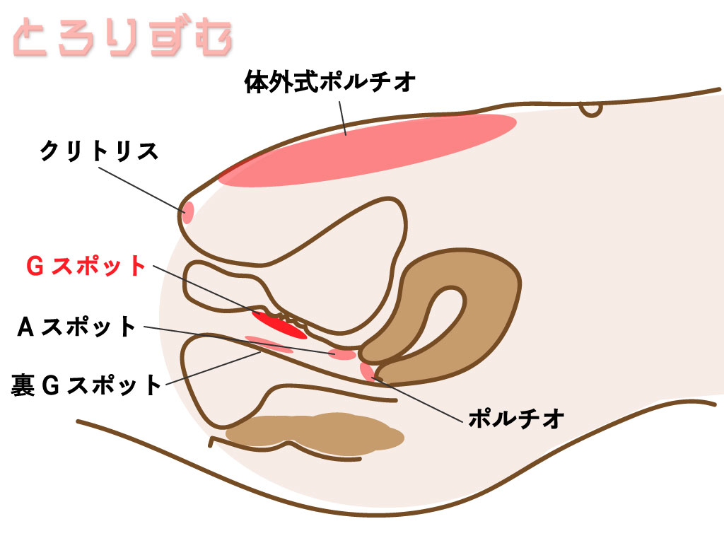Gスポット断面図