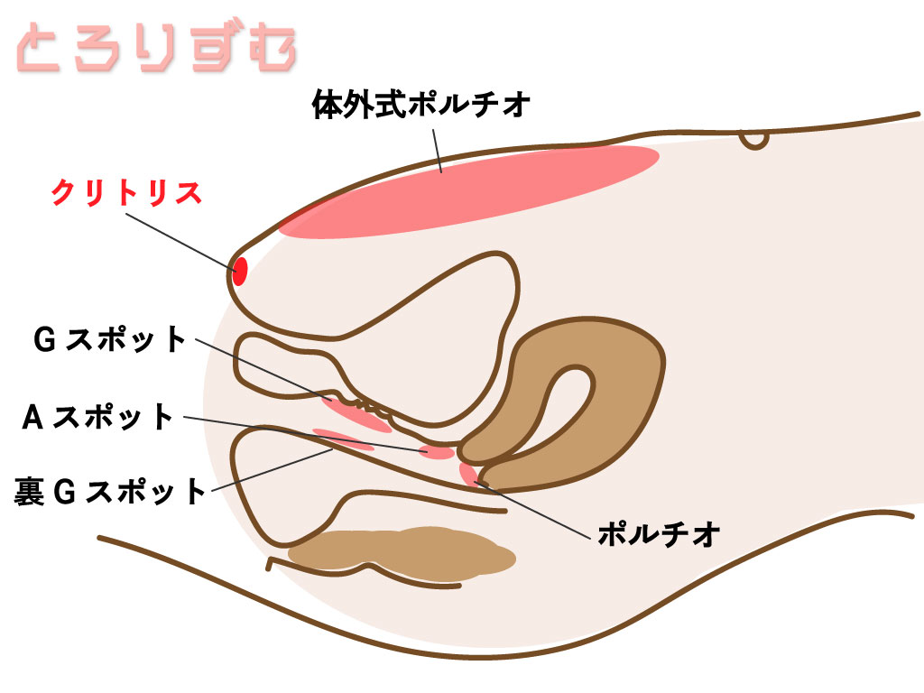 クリトリス断面図