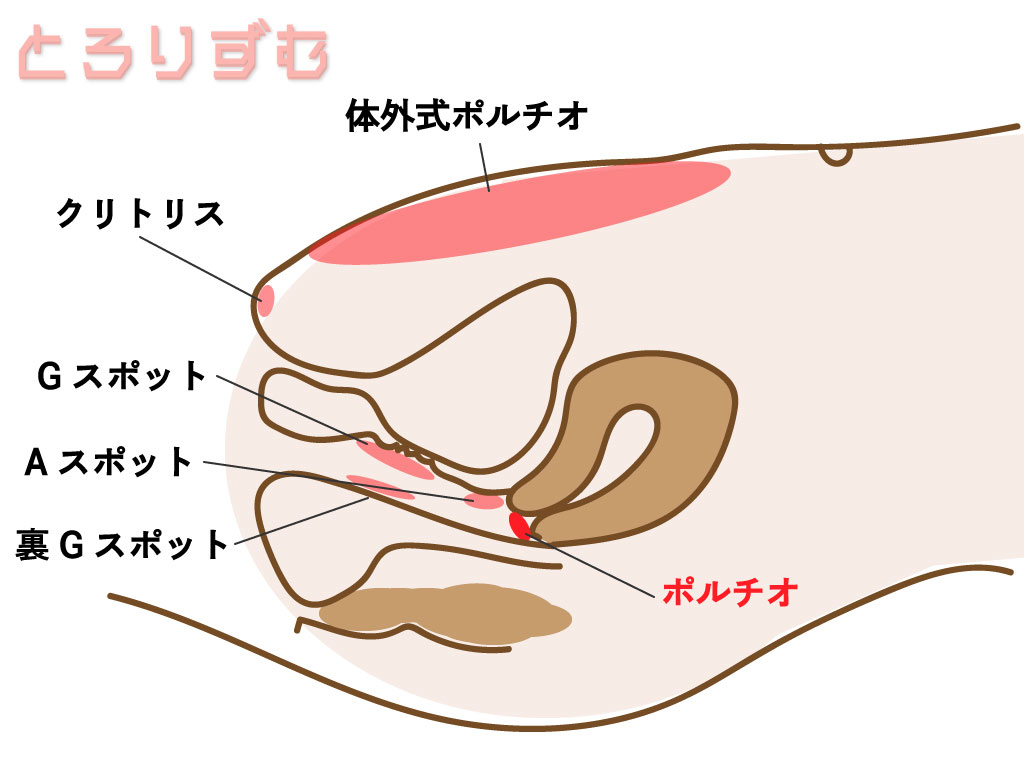 ポルチオ断面図