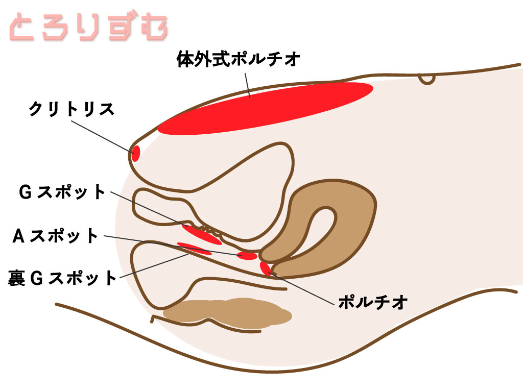 体外式ポルチオ断面図